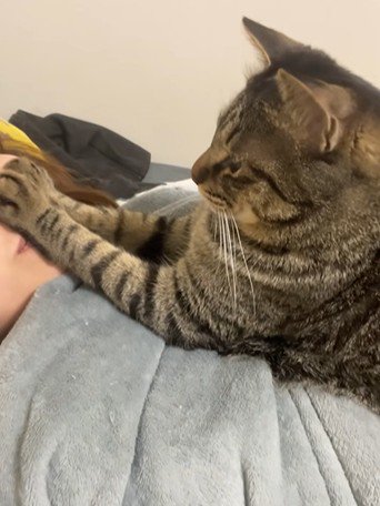 飼い主を遠ざけようとする猫