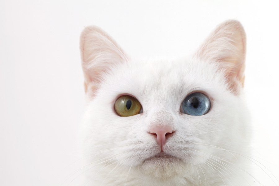 オッドアイの猫の値段はいくら？特徴やお迎えする方法