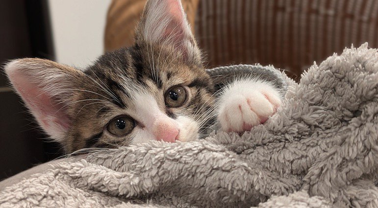 毛布の中から顔を出す子猫