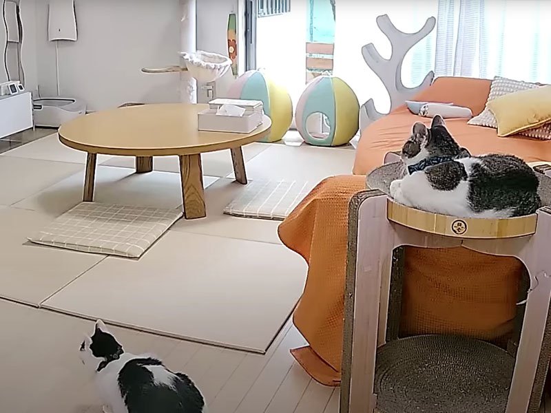 リビングの猫たち