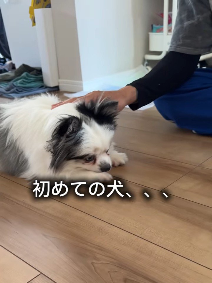 伏せをする犬