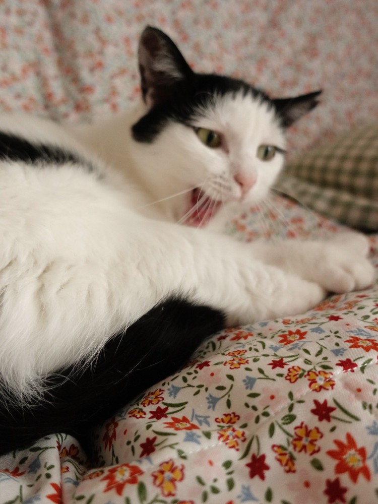 あくびをしているおこめちゃん