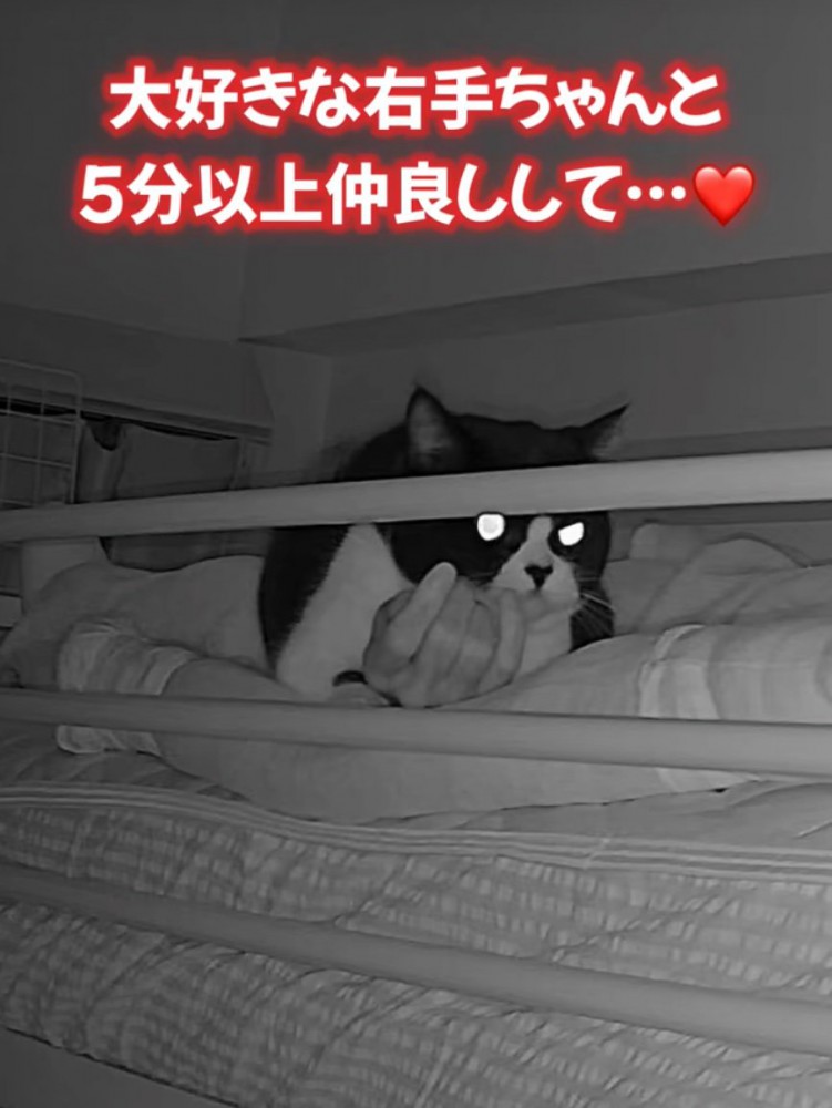 右手を堪能する猫