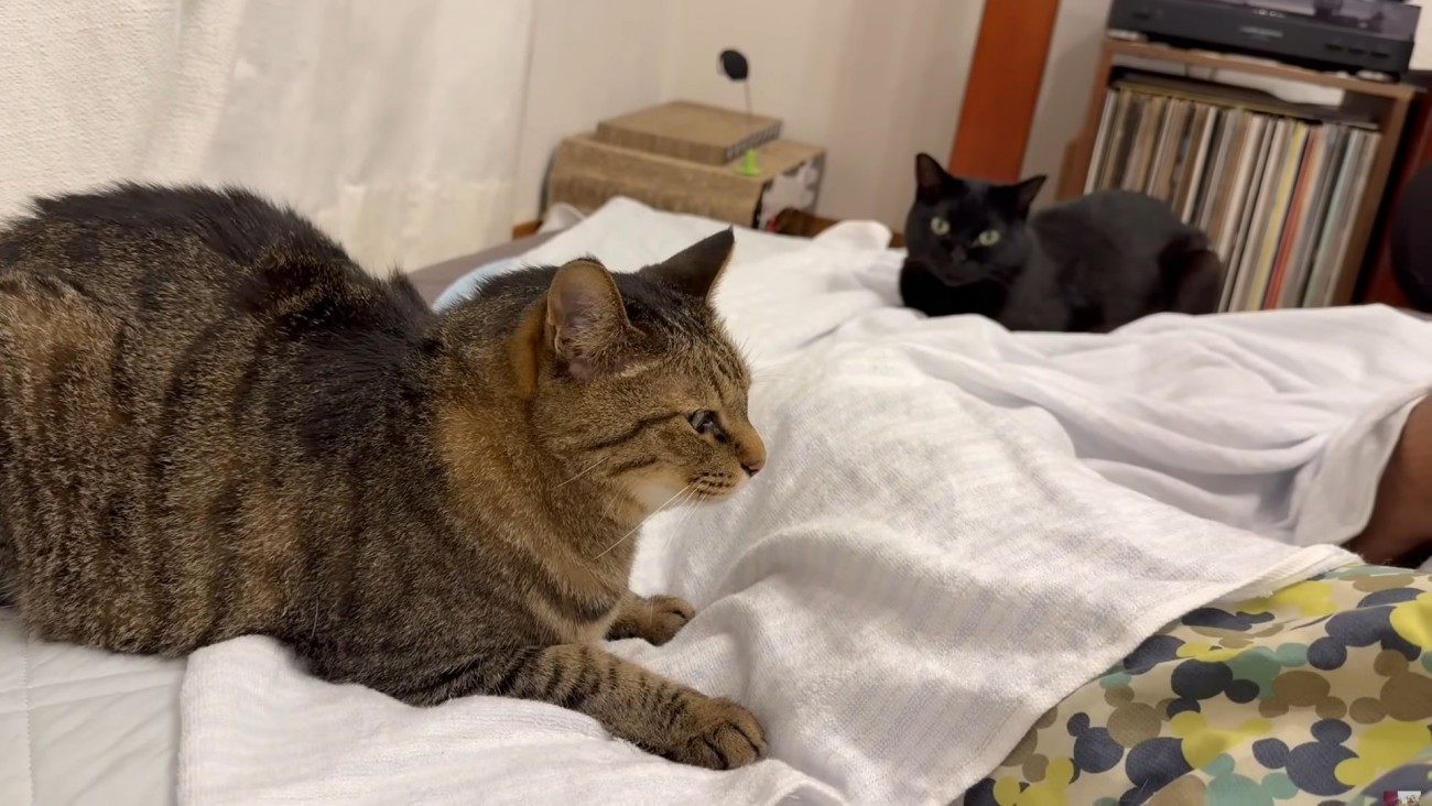 不満げに座るキジトラと後ろから様子を見ている黒猫