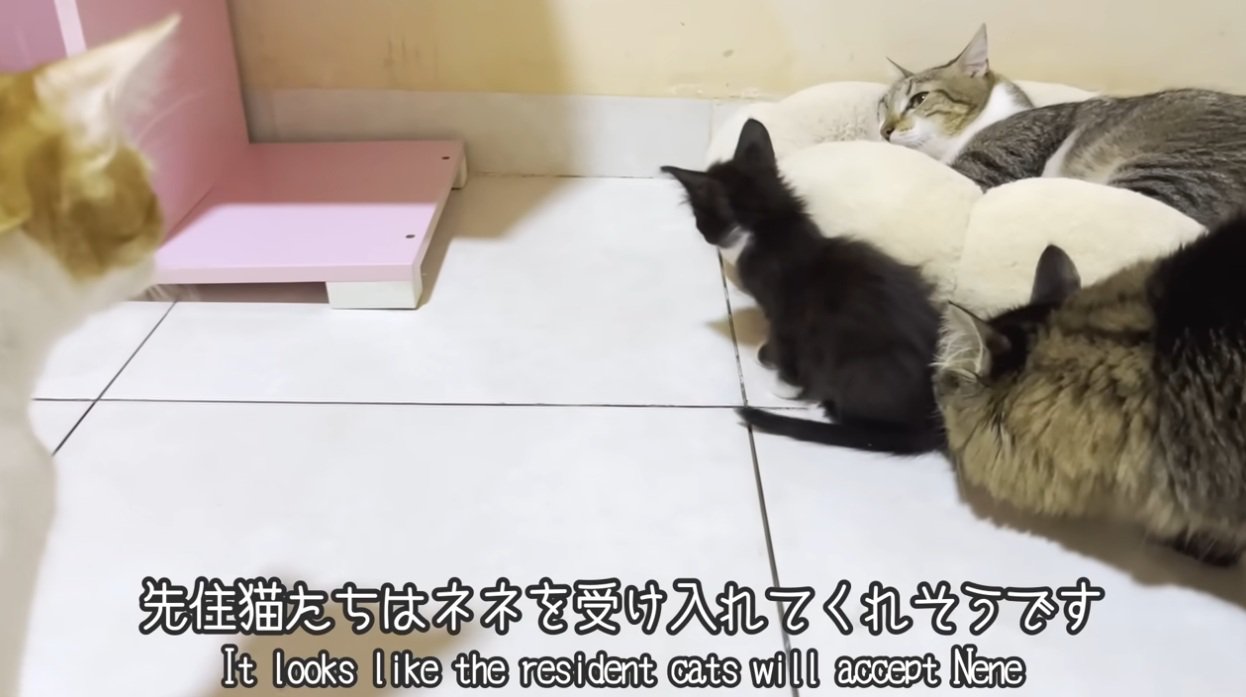子猫と先住猫達