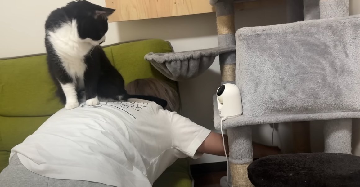 人の背中の上に乗って人のほうを見る猫