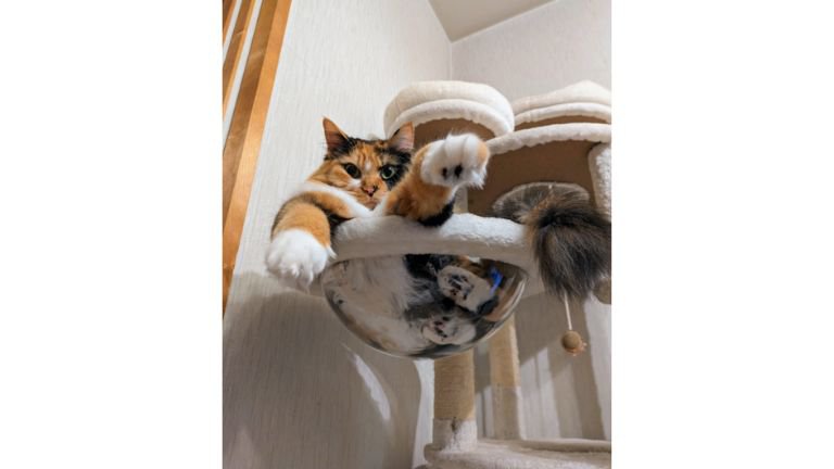 キャットタワーにいる猫