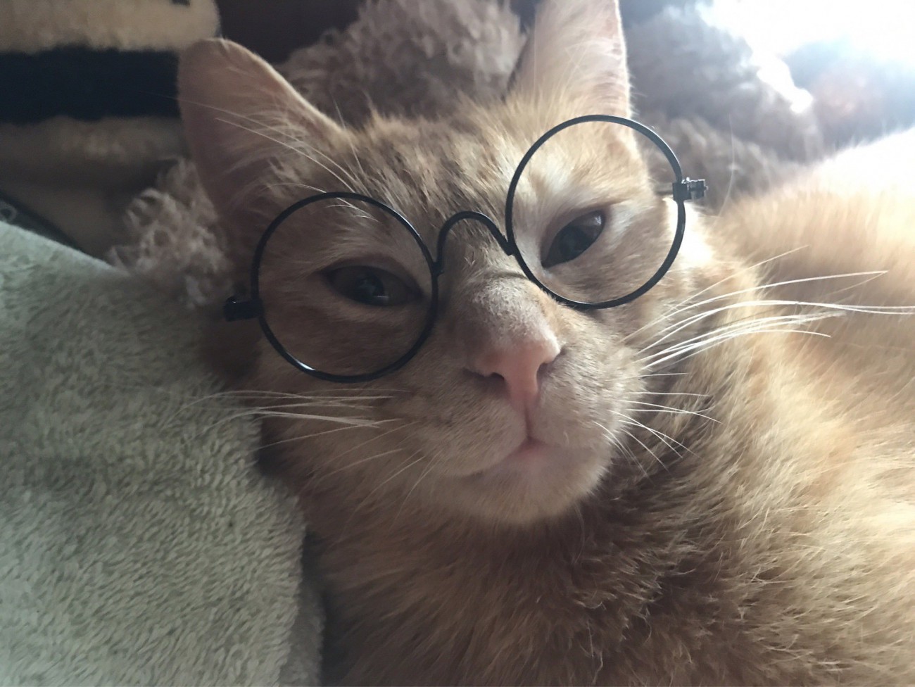 眼鏡姿のゆたくん