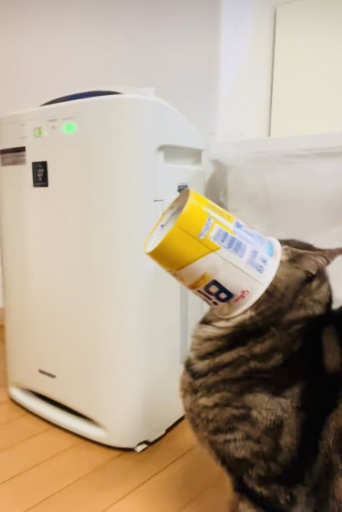 容器から顔が抜けなくなって後退りするアメリカンショートヘア