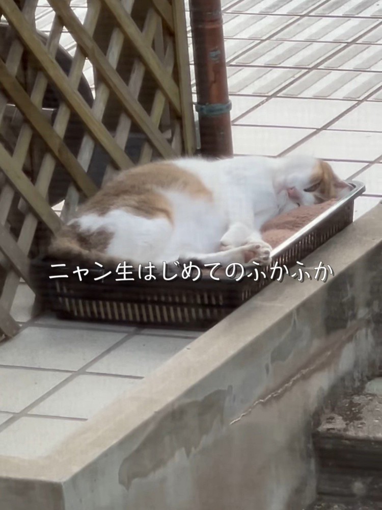 かごの中で寝ている猫