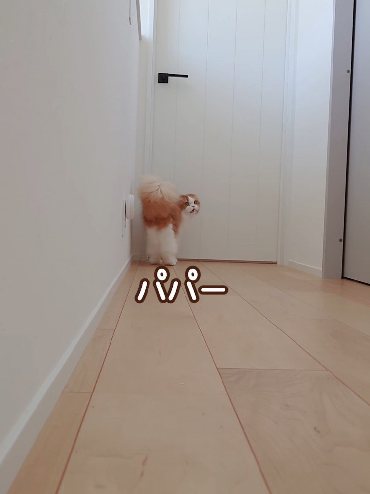 振り向く猫