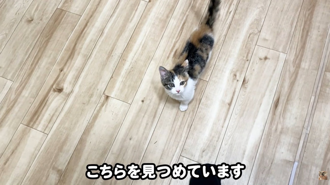 テロップ「こちらを見つめています」