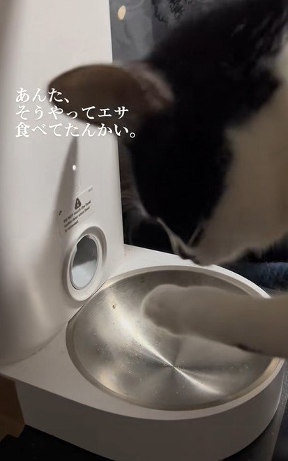 自分の手を見つめる猫