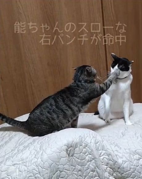 白黒猫の左目へ前足を伸ばすキジ猫
