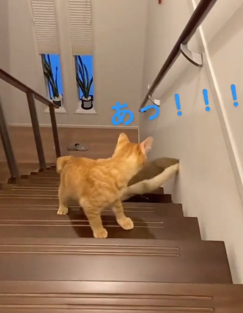 クッションを落とす猫