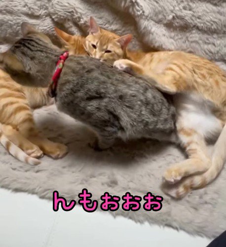 茶トラ柄の猫の下から這い出るキジトラ柄の猫