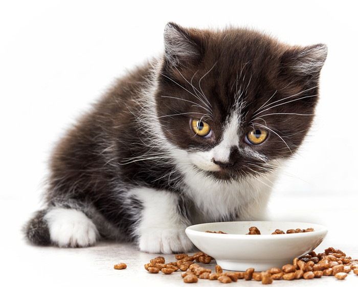 子猫におやつはいつから与えても良い？時期や量、おすすめ商品まで