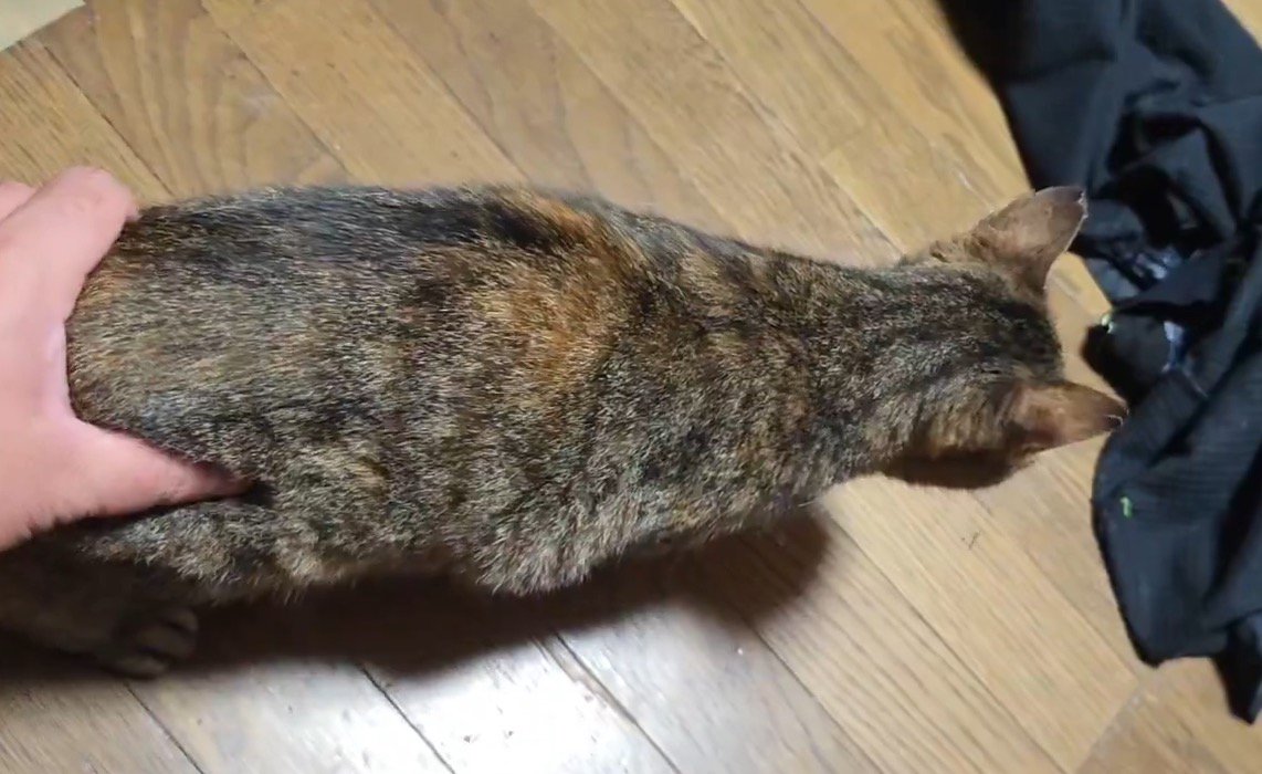 猫のお尻を片手で優しく掴む飼い主