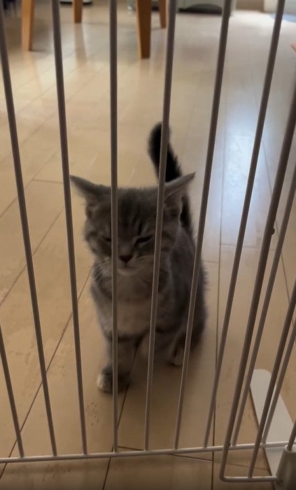 片足を上げる子猫2