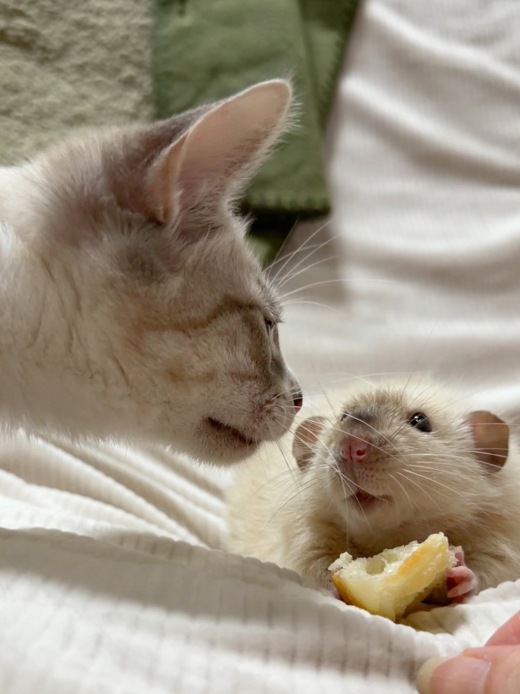 ネズミに近づく猫