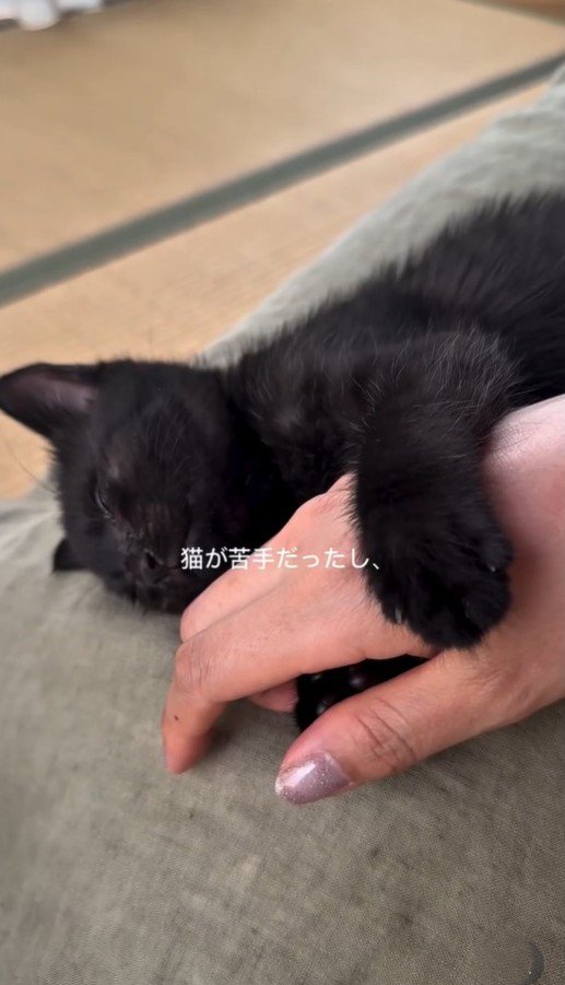 飼い主さんの手に甘える猫