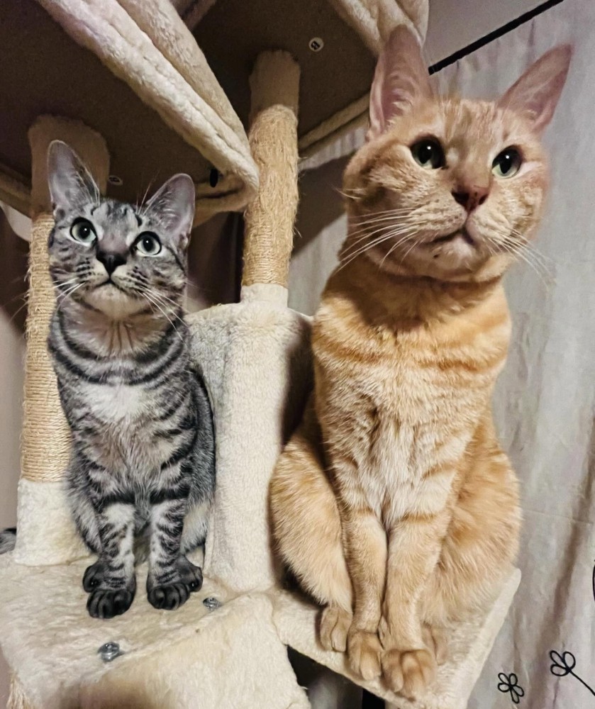 並んで座る2匹の猫