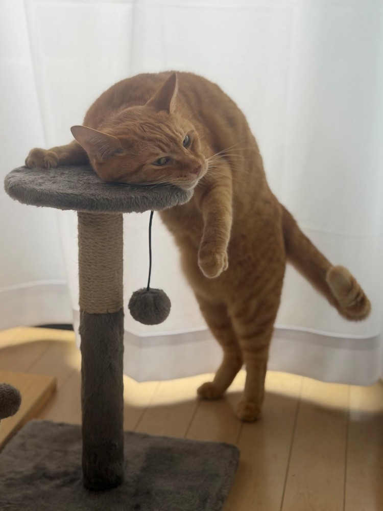 キャットタワーに顔を乗せて寄りかかるように立っている茶トラ