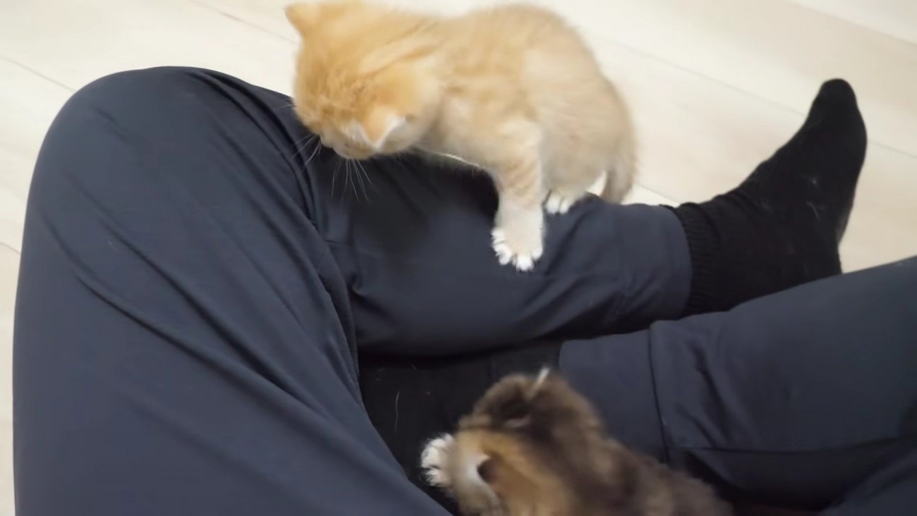 飼い主さんの膝に登り始めた赤ちゃん猫