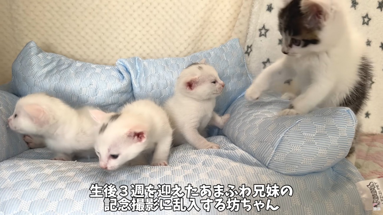 テロップ「生後3週を～」