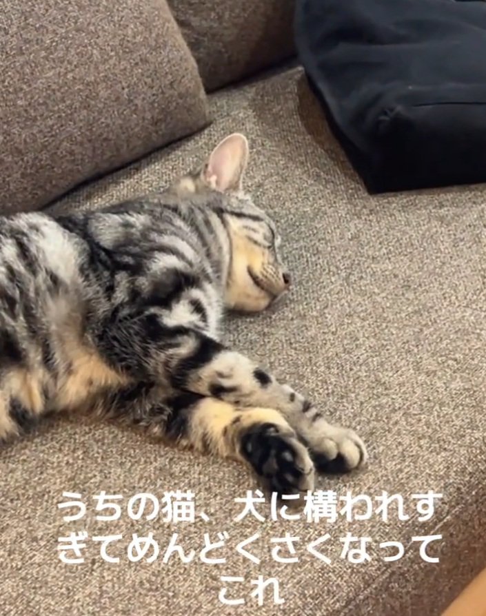 寝ながらあしらう猫