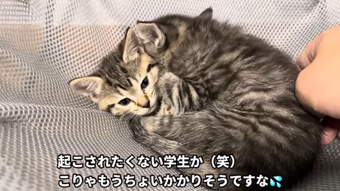眠いキジトラ組