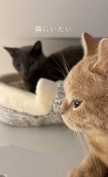 並んで座っている2匹の猫
