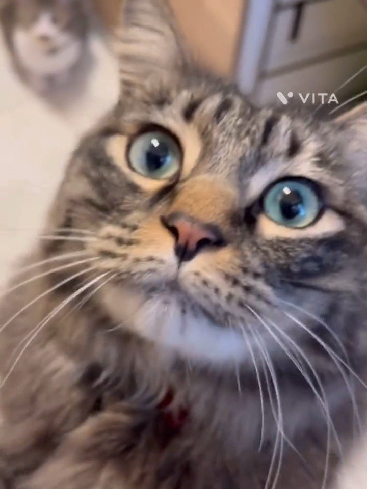 猫の顔