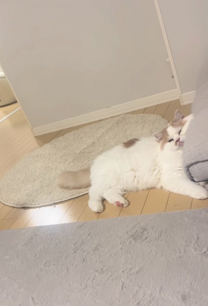 こちらを見つめる猫