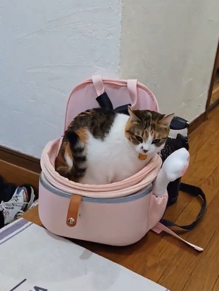 カバンの中に全身を入れた猫