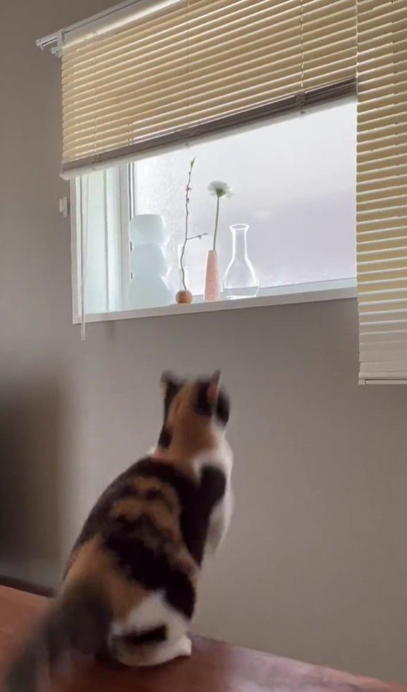 ジャンプする猫