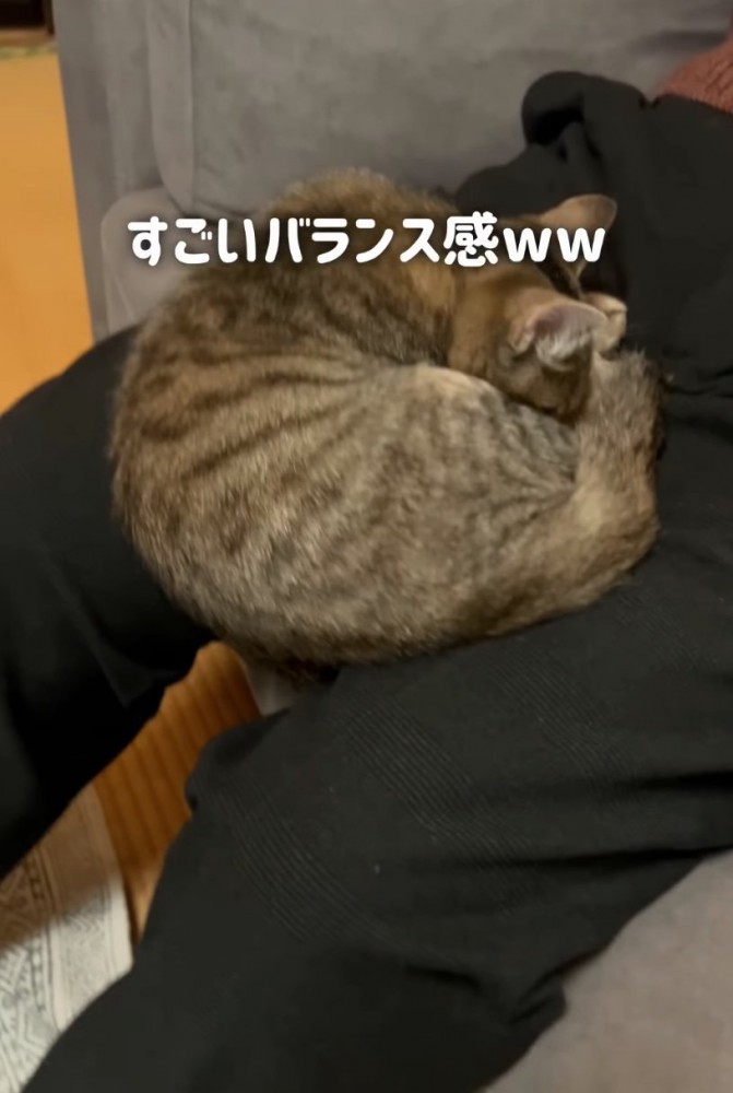膝の上でくつろぐ子猫