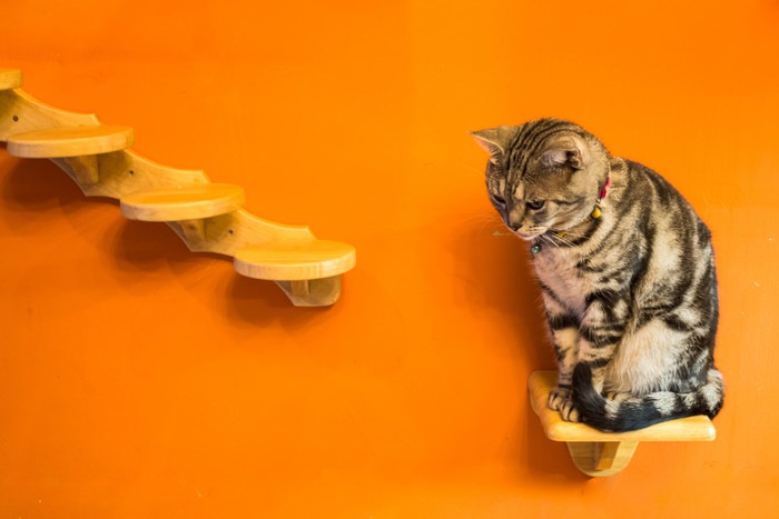 猫用ステップでストレス発散！作り方やおすすめ商品
