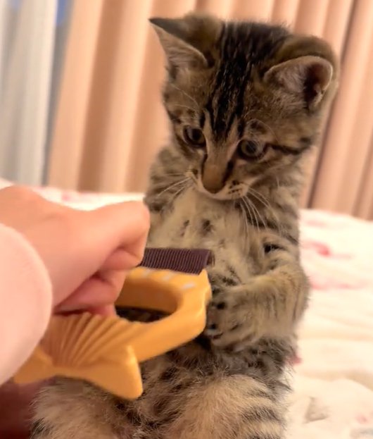 ブラシに手を添える猫