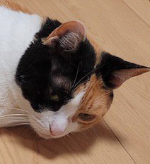 床でくつろいでいる猫の顔
