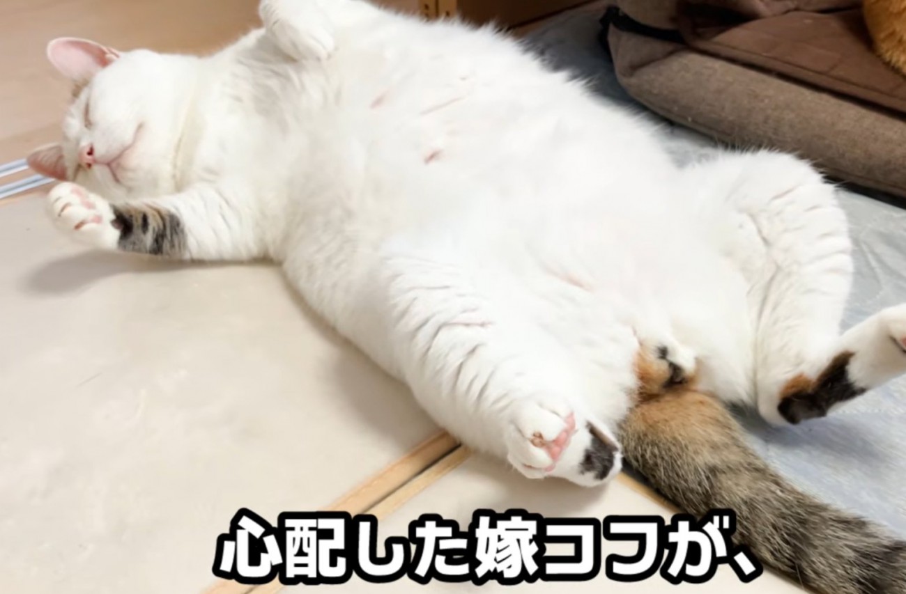 仰向けな猫（心配した嫁コフが、）