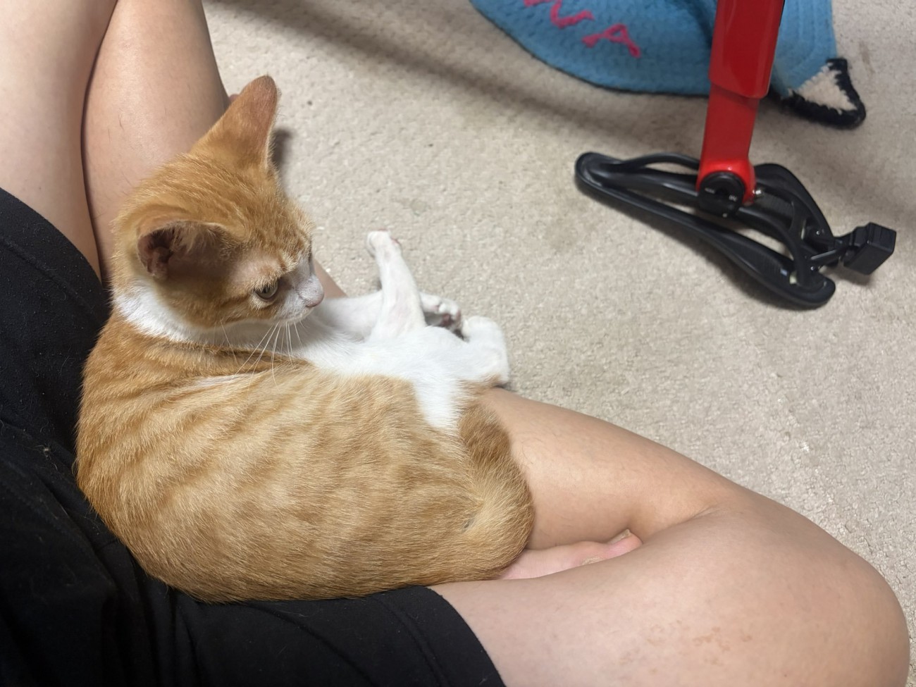 飼い主の足にのっている猫