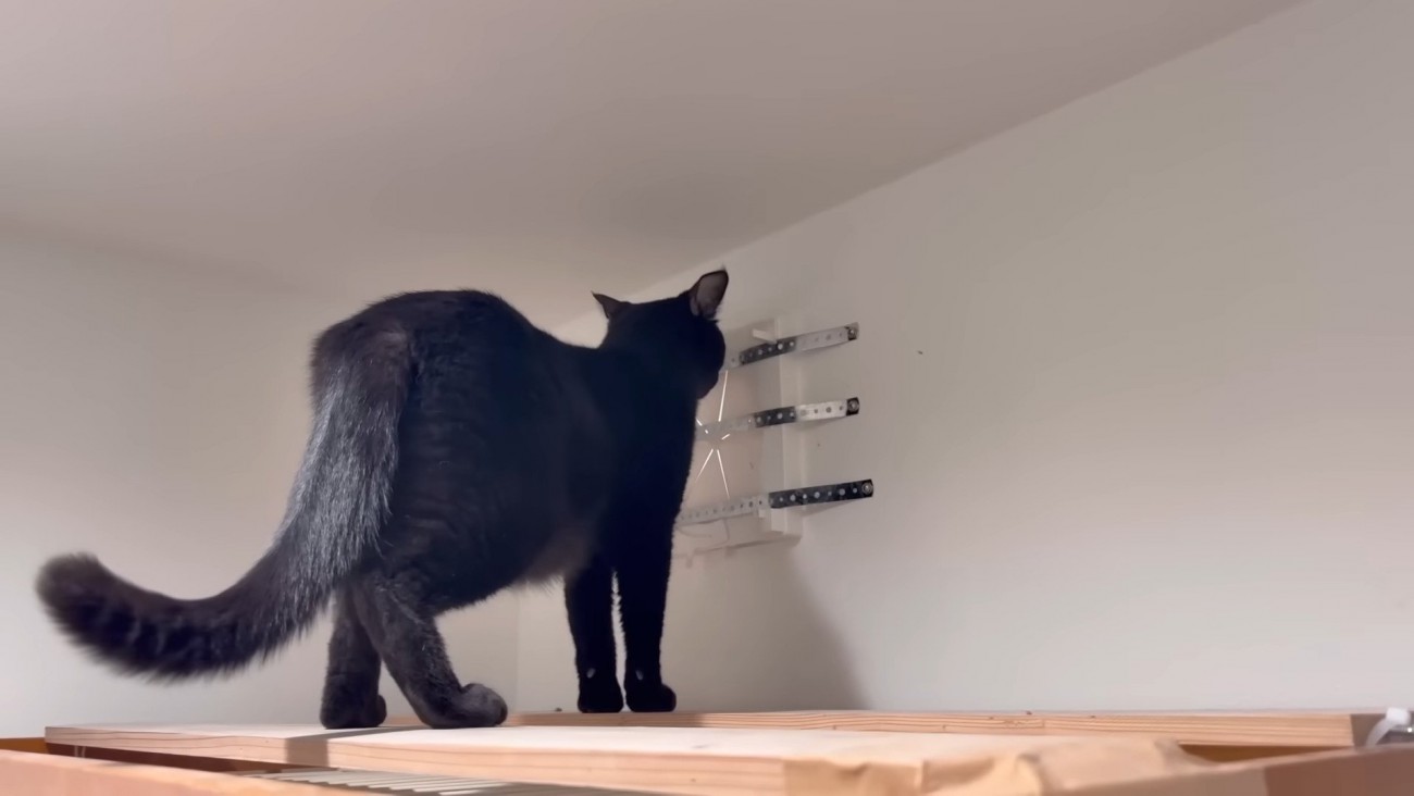 出たそうなチロルちゃん