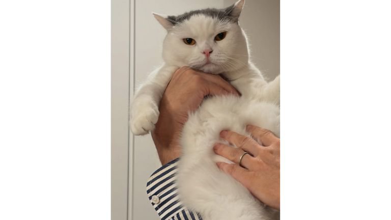 抱かれている猫