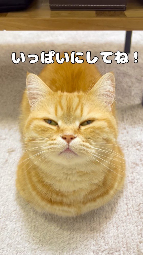 飼い主を見上げながら目を細める猫