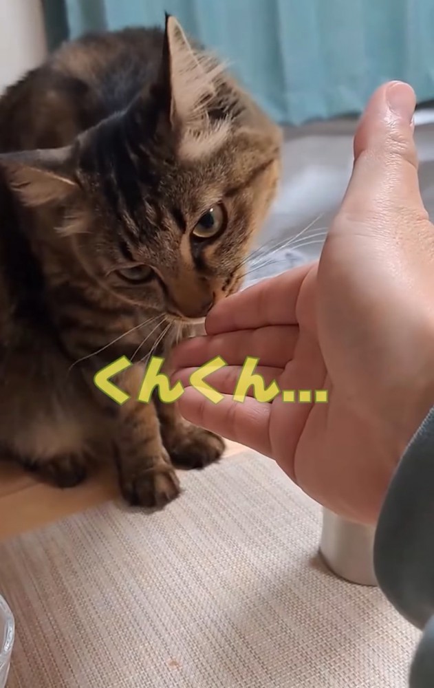 手の匂いを嗅ぐ猫