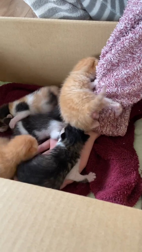 よじ登るチャトラの子猫