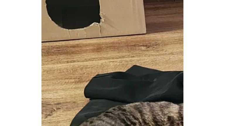 制服で寝転ぶ猫