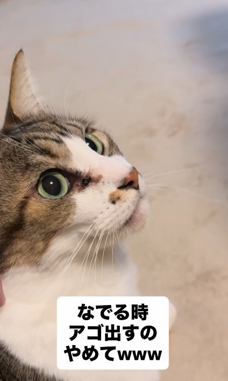 横を向いている猫