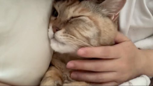 動かない猫